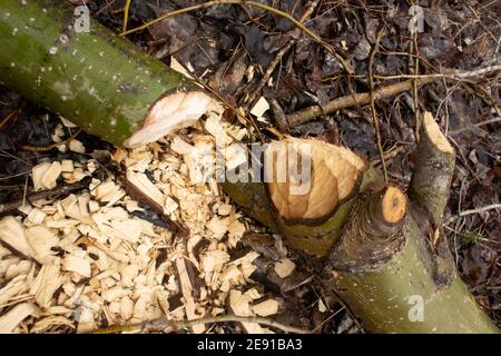 Biber (Castor canadensis) Schäden an einem grünen Zweig eines schwarzen Baumwollholzbaumes, Populus trichocarpa, entlang des Callahan Creek, in Troy, Montana. Diese Tre Stockfoto