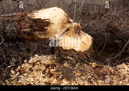 Biber (Castor canadensis) Schäden an einem schwarzen Baumwollholzbaum, Populus trichocarpa, in einem sumpfigen Gebiet am Callahan Creek, in Troy, Montana. Diese Tre Stockfoto