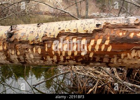 Biber (Castor canadensis) Schaden an einem abgefallenen schwarzen Baumwollholzbaum, Populus trichocarpa, entlang des Callahan Creek, in Troy, Montana. Dieser Baum ist auch Stockfoto