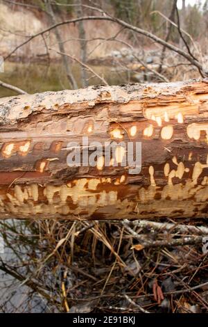 Biber (Castor canadensis) Schaden an einem abgefallenen schwarzen Baumwollholzbaum, Populus trichocarpa, entlang des Callahan Creek, in Troy, Montana. Dieser Baum ist auch r Stockfoto