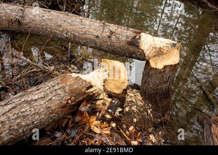 Biber (Castor canadensis) Schäden an schwarzen Baumwollholzbäumen, Populus trichocarpa, in einem sumpfigen Gebiet am Callahan Creek, in Troy, Montana. Dieser Baum Stockfoto