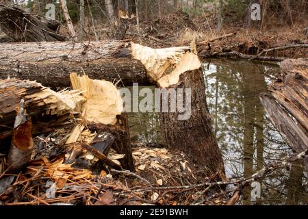 Biber (Castor canadensis) Schäden an schwarzen Baumwollholzbäumen, Populus trichocarpa, in einem sumpfigen Gebiet am Callahan Creek, in Troy, Montana. Dieser Baum Stockfoto