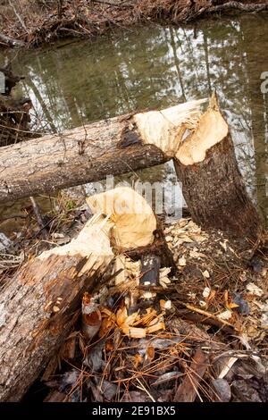 Biber (Castor canadensis) Schäden an schwarzen Baumwollholzbäumen, Populus trichocarpa, in einem sumpfigen Gebiet am Callahan Creek, in Troy, Montana. Dieser Baum Stockfoto