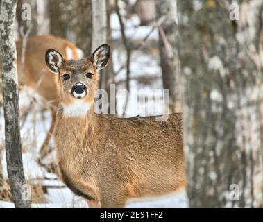 Im Winter ein Weißschwanzhirsch im Wald. Stockfoto