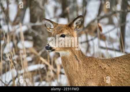 Eine wilde Rehe am Waldrand an einem verschneiten Wintertag. Stockfoto