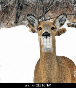 Ein Porträt eines weiblichen Seehirsches mit Winterschnee und Wald im Hintergrund. Stockfoto