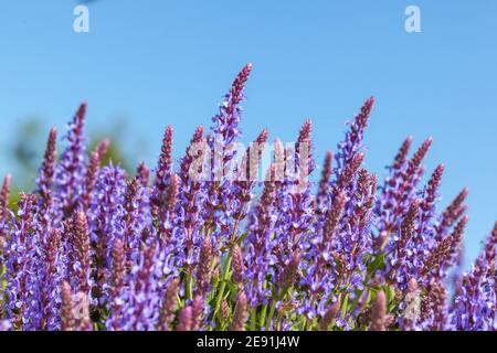 'Blauhügel, Blue Hill 'Woodland, Stäppsalvia Salbei (Salvia officinalis) Stockfoto