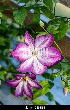 ' Pernille 'Purple Clematis, Waldrebe, klematis Clematis Comtesse de Bouchaud (Italiensk) Stockfoto