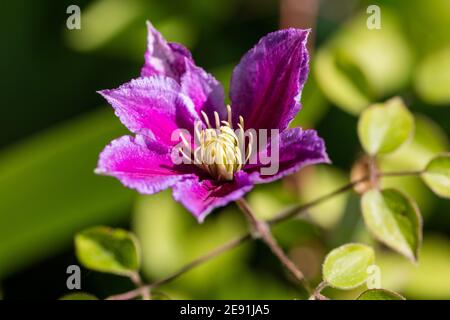 'Piilu' Spät großblütige Gruppe, Sena storblommig Gruppen (Clematis) Stockfoto