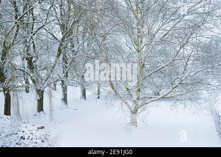 Betula pendula. Silberne Birke im Schnee. Swinbrook, Cotswolds, Oxfordshire, England Stockfoto