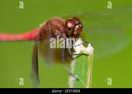 Eine bandgeflügelte Meadowhawk Libelle, die auf einem zerbrochenen Rohrblattblatt thront. Stockfoto
