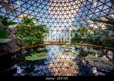 Tropical Display Dome in den botanischen Gärten von Brisbane Stockfoto