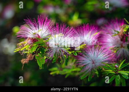 Albizia julibrissin rosea (Rosa Seidenbaum) blühende Blumen Stockfoto