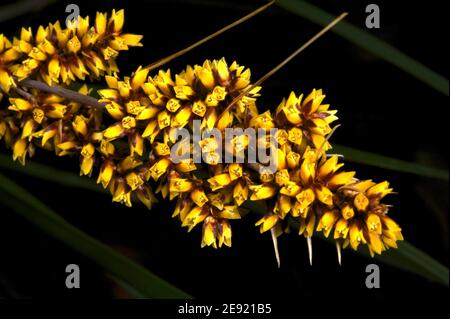 Keine Wildblume, die Sie pflücken möchten - diese spiny headed Mat Rush (Lomandra Longifolia) hat wirklich große Stacheln! Kürzlich beliebt als Topfpflanze. Stockfoto