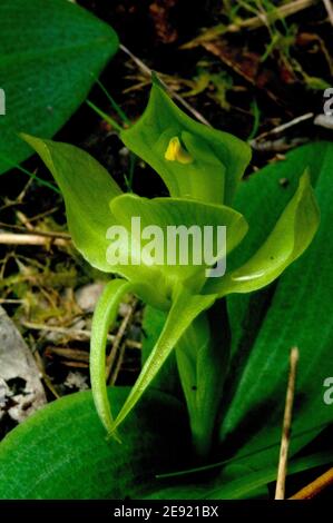 Eine seltene Grüne Vogel Orchidee (Chiloglottis Cornuta) gefunden in einem Gebiet meine Bücher nicht für diese Art auflisten, wächst in einer Kolonie von gemeinsamen Vogel Orchideen. Stockfoto