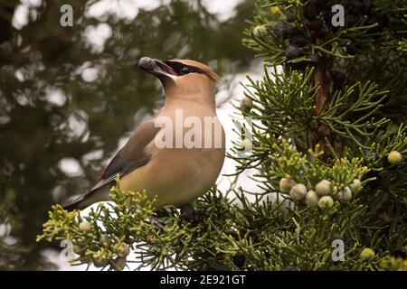 Cedar Waxwing Fütterung auf Wacholderbeeren während der Frühjahrsmigration. Stockfoto