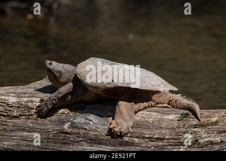 Eine gewöhnliche Schnappschildkröte, die sich auf einem Baumstamm im Milwaukee River sonnt. Stockfoto