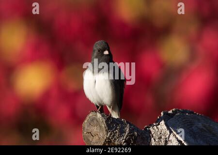 Im Herbst thronte Junco mit dunklen Augen auf einem Baumstumpf in Wisconsin. Stockfoto