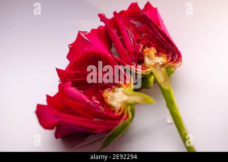 Makro einer zerseckten roten Rose Stockfoto