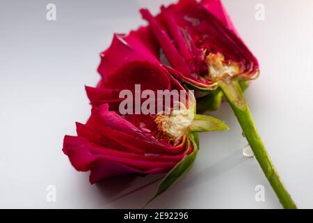 Hochauflösendes Makro einer roten Rose in zwei Hälften Stockfoto