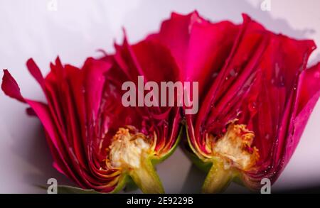 Makrodetail einer einzelnen roten Rose in zwei Hälften Stockfoto