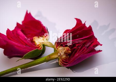 Abstract / Cover / Konzepte / Stillleben - A Einzelne rote Rose geteilt in zwei Hälften Stockfoto