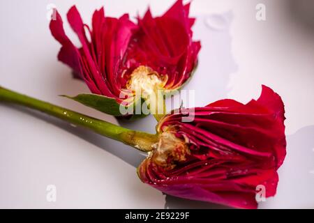 Innendetail einer roten Rose in zwei Hälften geschnitten Stockfoto