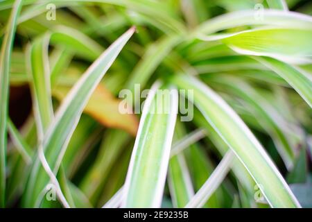 Nahaufnahme und Weichzeichnung der Natur grüne Blätter Hintergrund, Sommer Morgen natürliches Licht. Naturtapete Stockfoto