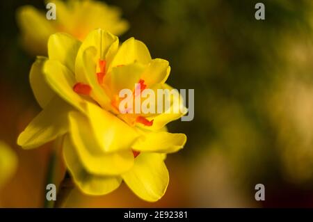 Erstaunlich große helle gelbe Narzissen im Sonnenlicht. - Nah-, Makro-, perfekte Bild für Grußkarte, Frühling Hintergrund. Stockfoto
