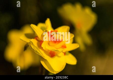 Erstaunlich große helle gelbe Narzissen im Sonnenlicht. - Nah-, Makro-, perfekte Bild für Grußkarte, Frühling Hintergrund. Stockfoto