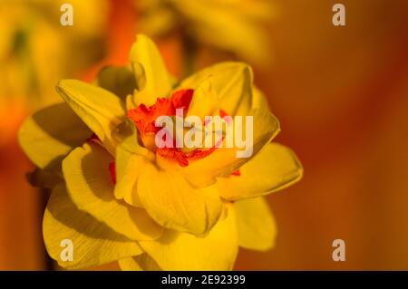 Erstaunlich große helle gelbe Narzissen im Sonnenlicht. - Nah-, Makro-, perfekte Bild für Grußkarte, Frühling Hintergrund. Stockfoto