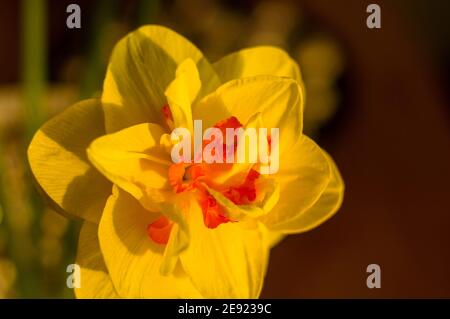 Erstaunlich große helle gelbe Narzissen im Sonnenlicht. - Nah-, Makro-, perfekte Bild für Grußkarte, Frühling Hintergrund. Stockfoto