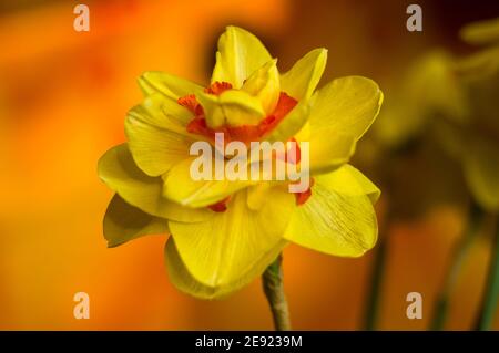 Erstaunlich große helle gelbe Narzissen im Sonnenlicht. - Nah-, Makro-, perfekte Bild für Grußkarte, Frühling Hintergrund. Stockfoto