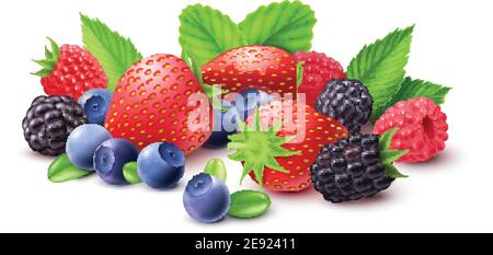 Beeren realistische Zusammensetzung mit Erdbeere Himbeere Heidelbeere und Brombeere Vektor Abbildung Stock Vektor