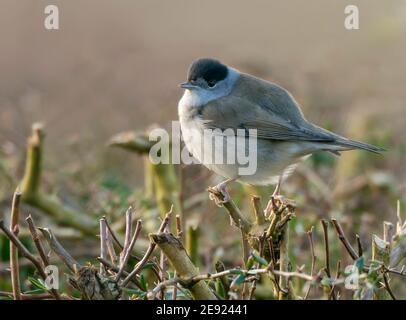 Eine eurasische Blackcap (Sylvia atricapilla), die auf der Hecke in Warwickshire thront Stockfoto