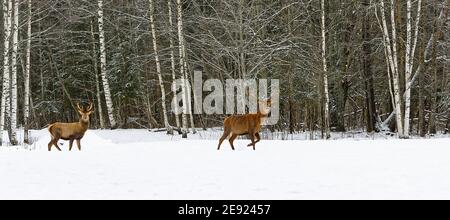Rothirschherde im Winter auf schneebedeckter Wiese Hinter dem Wald Stockfoto