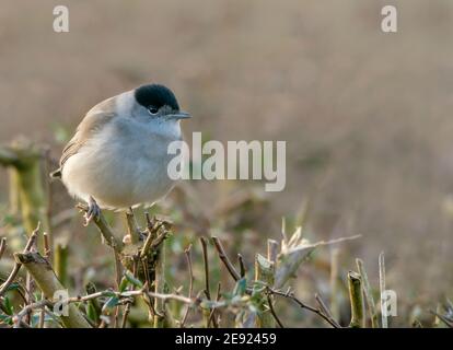 Eine eurasische Blackcap (Sylvia atricapilla), die auf der Hecke in Warwickshire thront Stockfoto