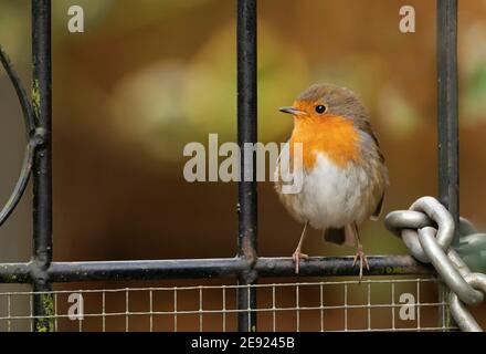 Ein Robin (Erithacus rubecula), der auf einem metallenen Gartentor, Warwickshire, thront Stockfoto