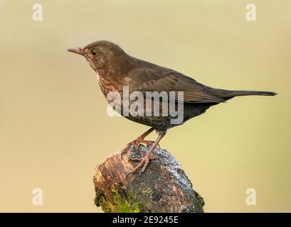 Eine weibliche Amsel (Turdus merula) thront, Warwickshire Stockfoto