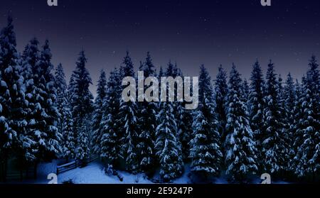 Nachtlandschaft, hohe Fichten mit Schnee bedeckt im Nachtwald und sternenklaren wolkenlosen Himmel Stockfoto