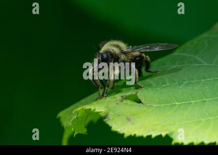 Ein Laphria Sakrator Räuber fliegen, Hummel imitieren, warten auf einem Blatt für Beute. Stockfoto