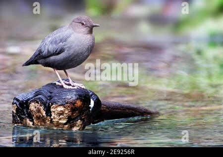 American Dipper (Cinclus mexicanus) auf gefallenen Zweig in Taft Creek, Hoh Rain Forest, Olympic National Park, Jefferson County, Washington, USA Stockfoto