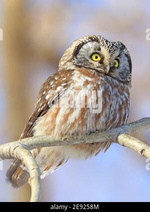 Nördliche Sägewhet Eule auf einem Ast stehend, Quebec, Kanada Stockfoto