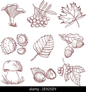 Herbst handgezeichnetes Set mit Pilzblättern und Beeren Wald Bäume isoliert Vektor-Illustration Stock Vektor