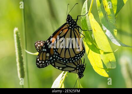 Ein Paar paarige Monarch Schmetterlinge, die an einem Blatt hängen. Stockfoto