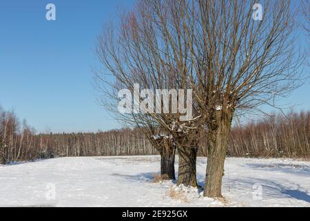 Eine Reihe von Weiden in einem schneebedeckten Feld. Polnische Landschaften von Masovia. Februar sonniger Tag. Tourismus in Europa. Stockfoto