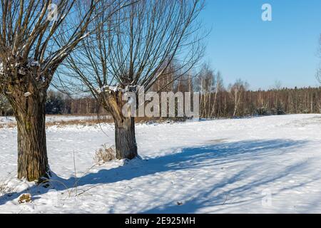 Eine Reihe von Weiden in einem schneebedeckten Feld. Polnische Landschaften von Masovia. Februar sonniger Tag. Tourismus in Europa. Stockfoto