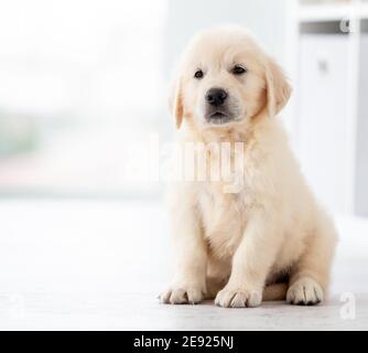 Lustige Retriever Welpen sitzen auf dem Boden zu Hause Stockfoto
