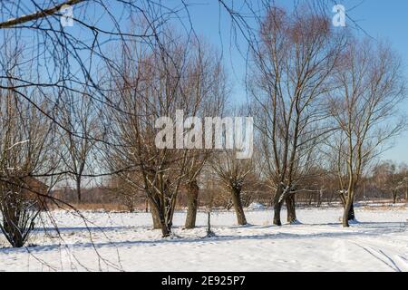 Eine Reihe von Weiden in einem schneebedeckten Feld. Polnische Landschaften von Masovia. Februar sonniger Tag. Tourismus in Europa. Stockfoto