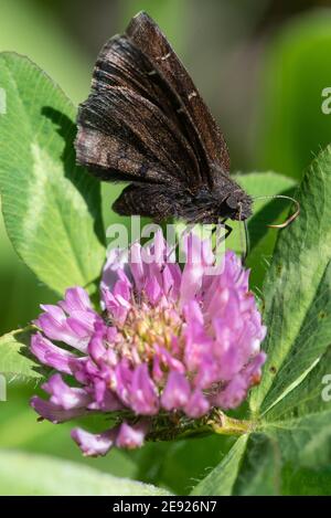 Ein nördlicher Cloudywing-Schmetterling, der von Klee in Wisconsin ernährt wird. Stockfoto